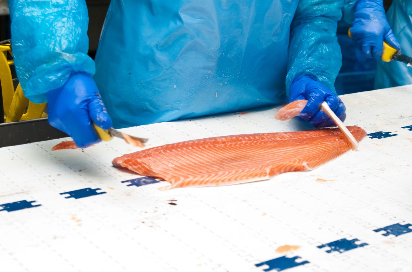 Oferta pracy: Pracownik przetwórstwa rybnego