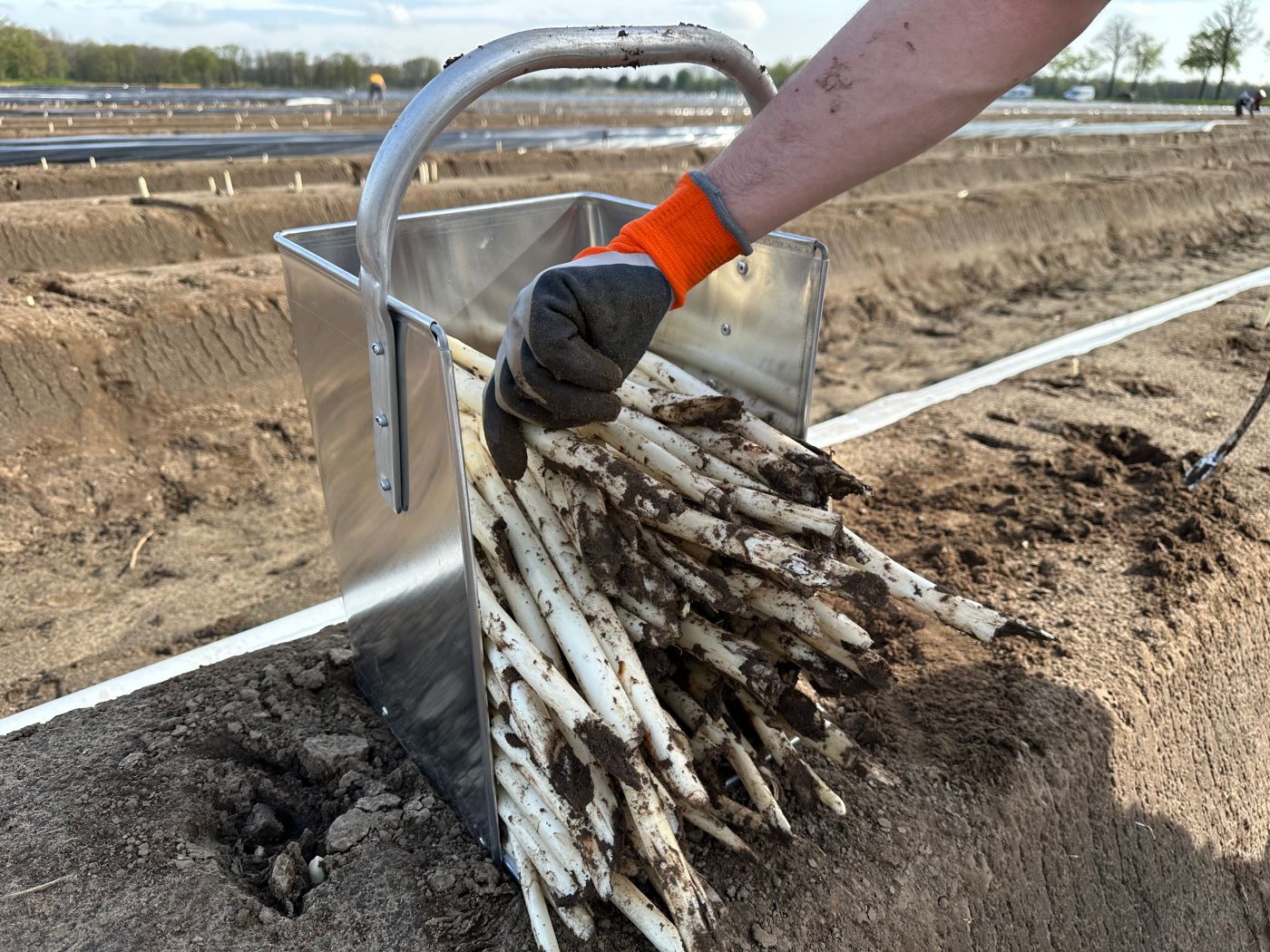 Oferta pracy: Zbiór szparagów