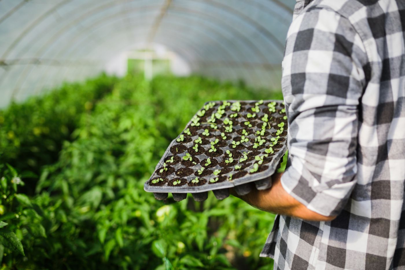 Oferta pracy: Pracownik produkcji sadzonek