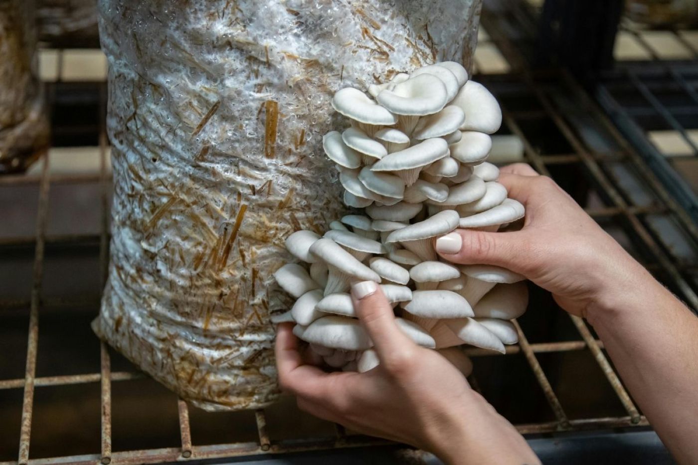 Job offer: Oyster Mushroom Farm Worker