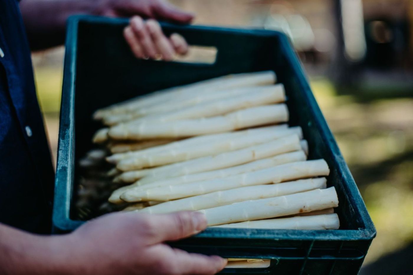 Archive post: Asparagus harvest worker