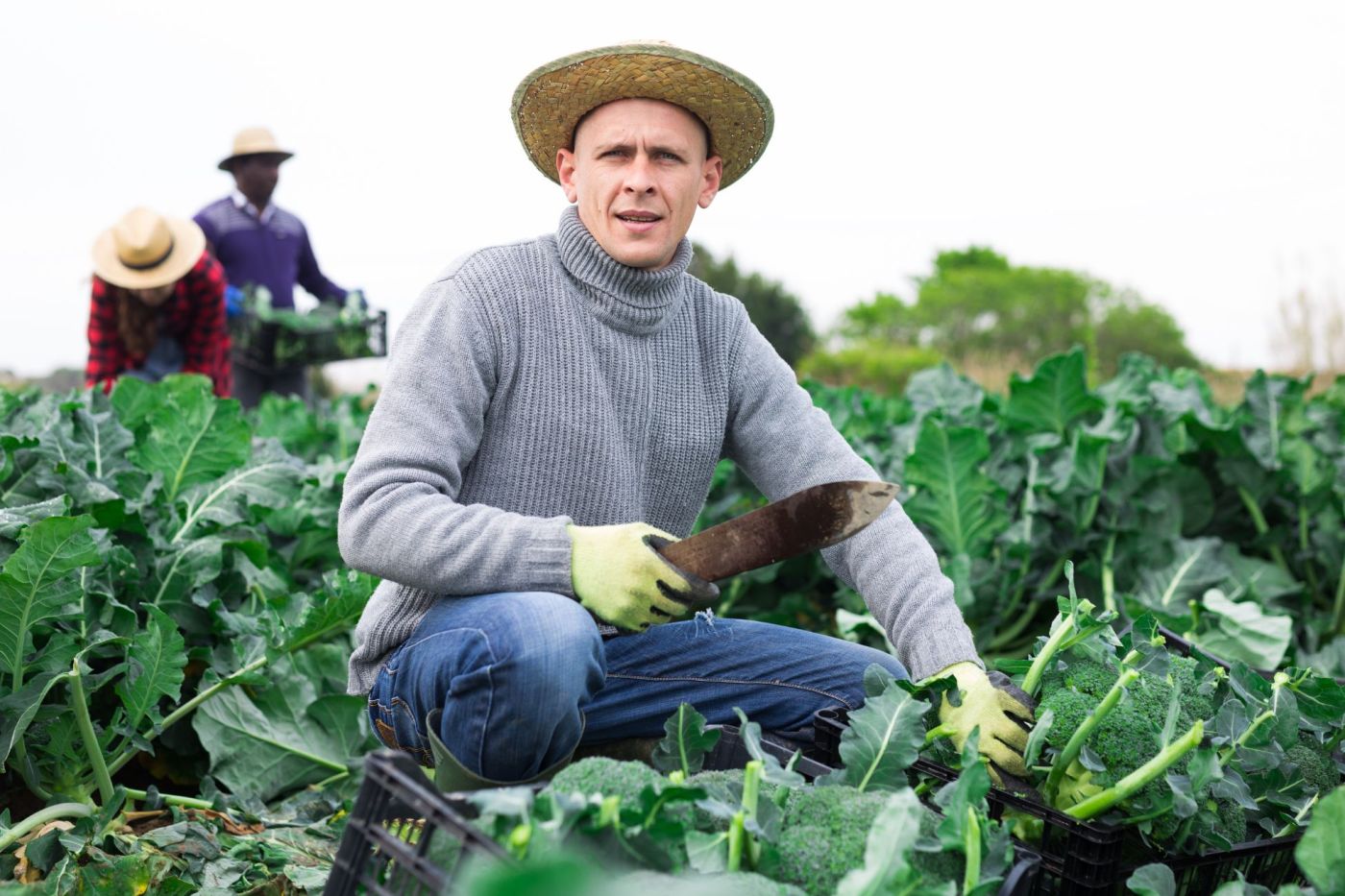 Job offer: Harvest worker