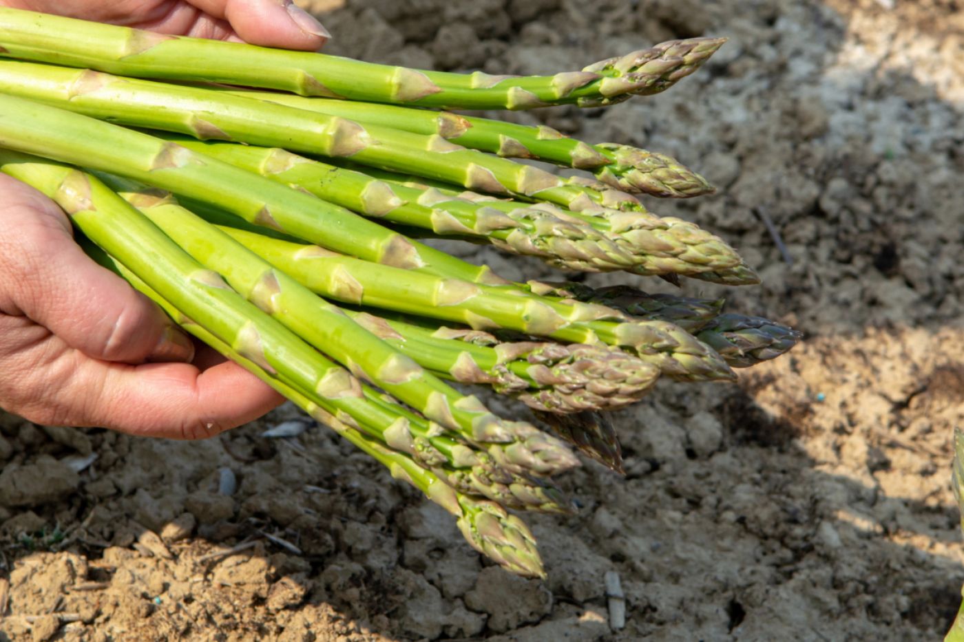 Oferta pracy: Pracownik zbiorów szparagi