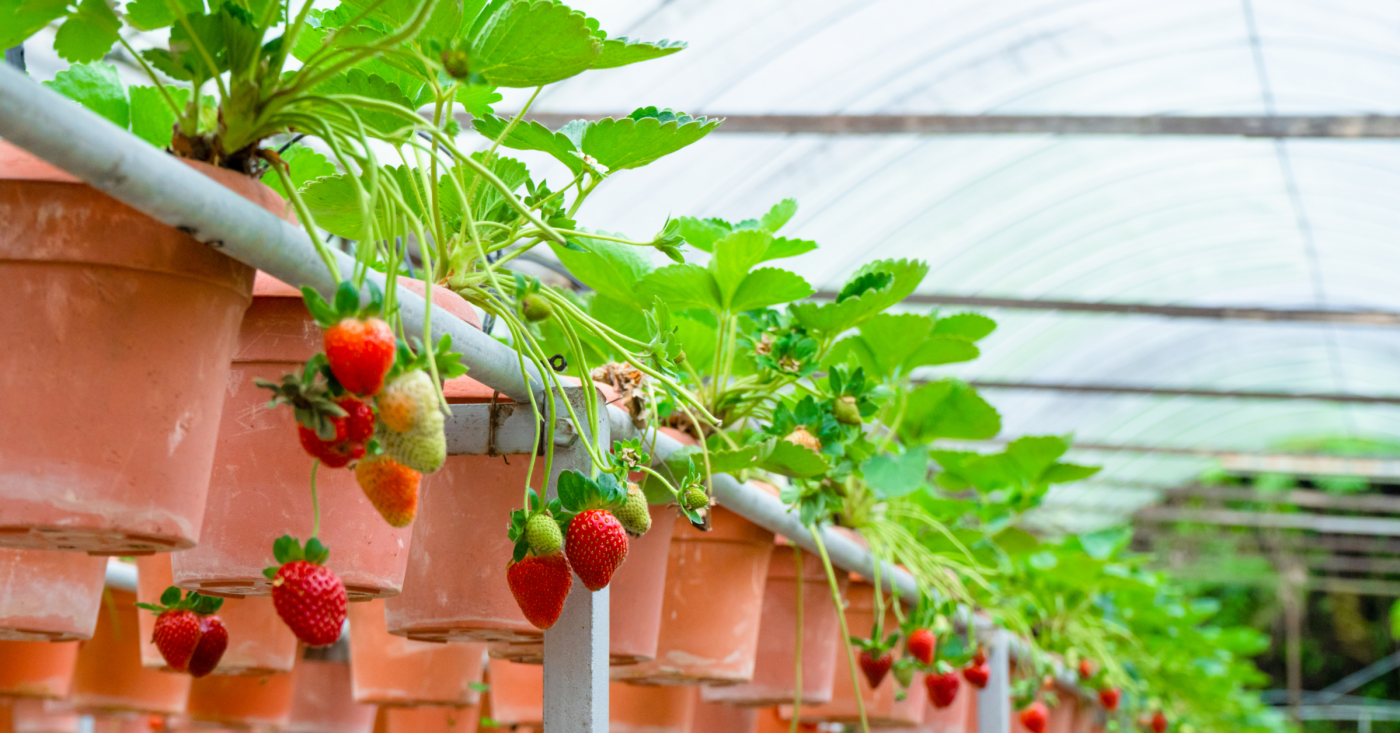 Oferta pracy: Pracownik zbioru truskawek