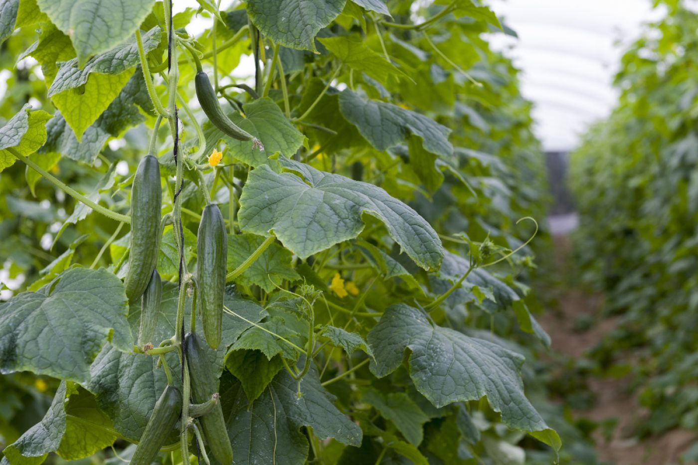 Oferta pracy: Pracownik zbioru ogórków