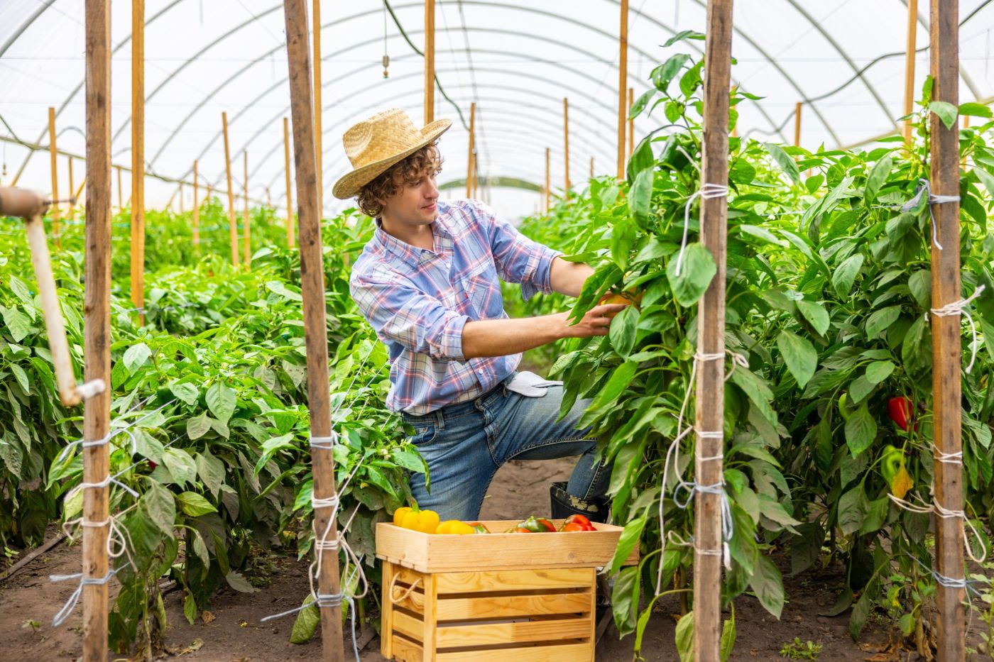 Oferta pracy: Zbiór papryki