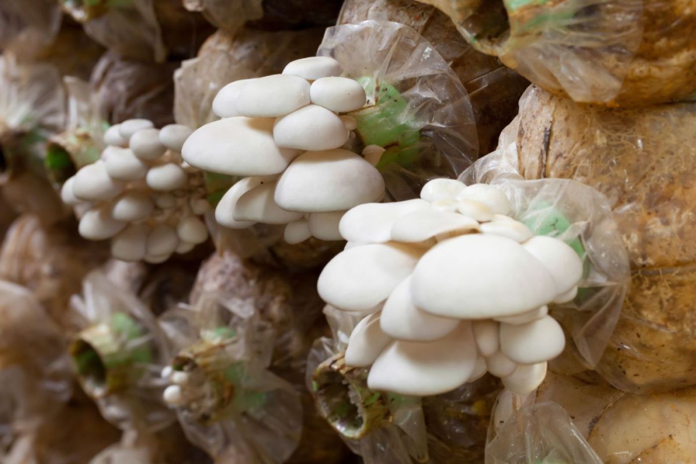 Job offer: Exotic mushrooms and champignons farm worker