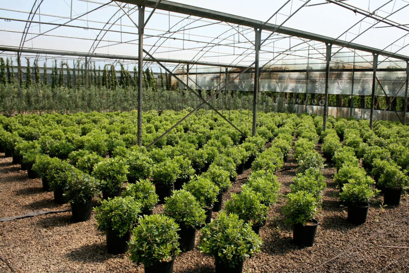 Oferta pracy: Pracownik szkółki z roślinami