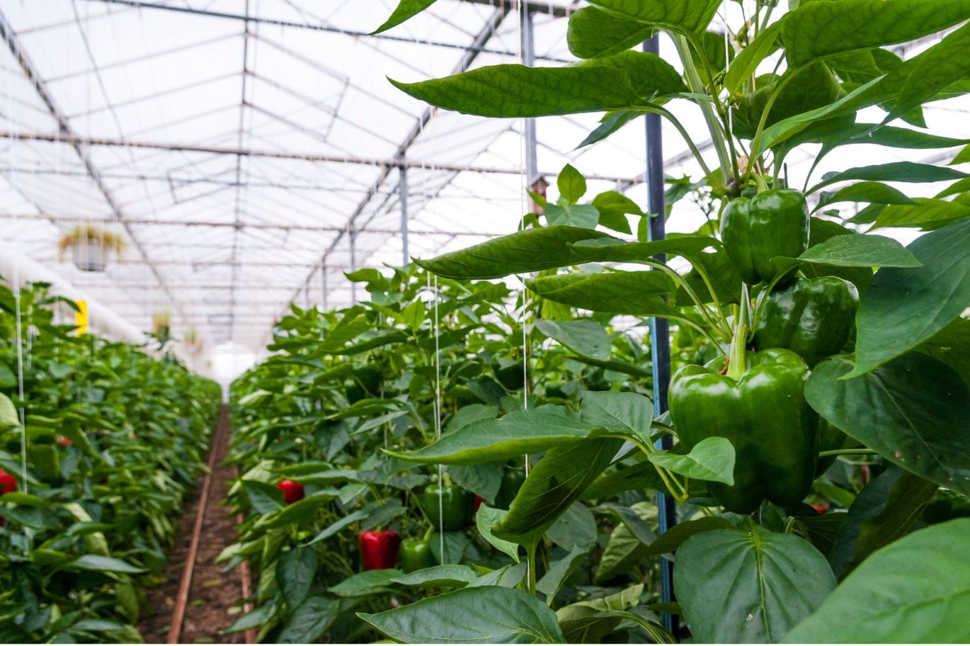 Oferta pracy: Okręcanie pędów papryki