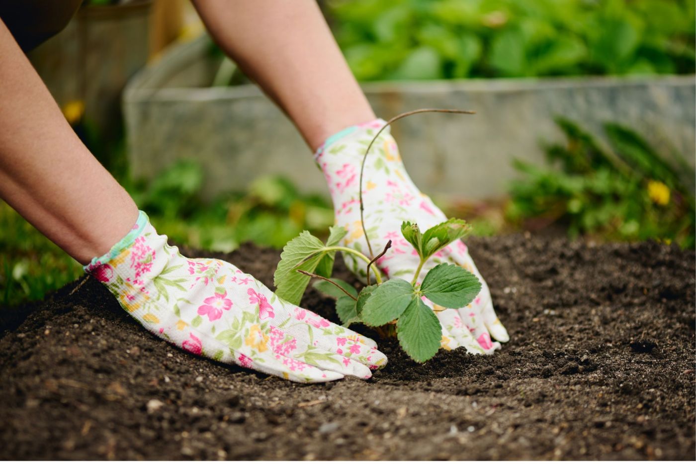 Oferta pracy: Pracownik szkółki roślin