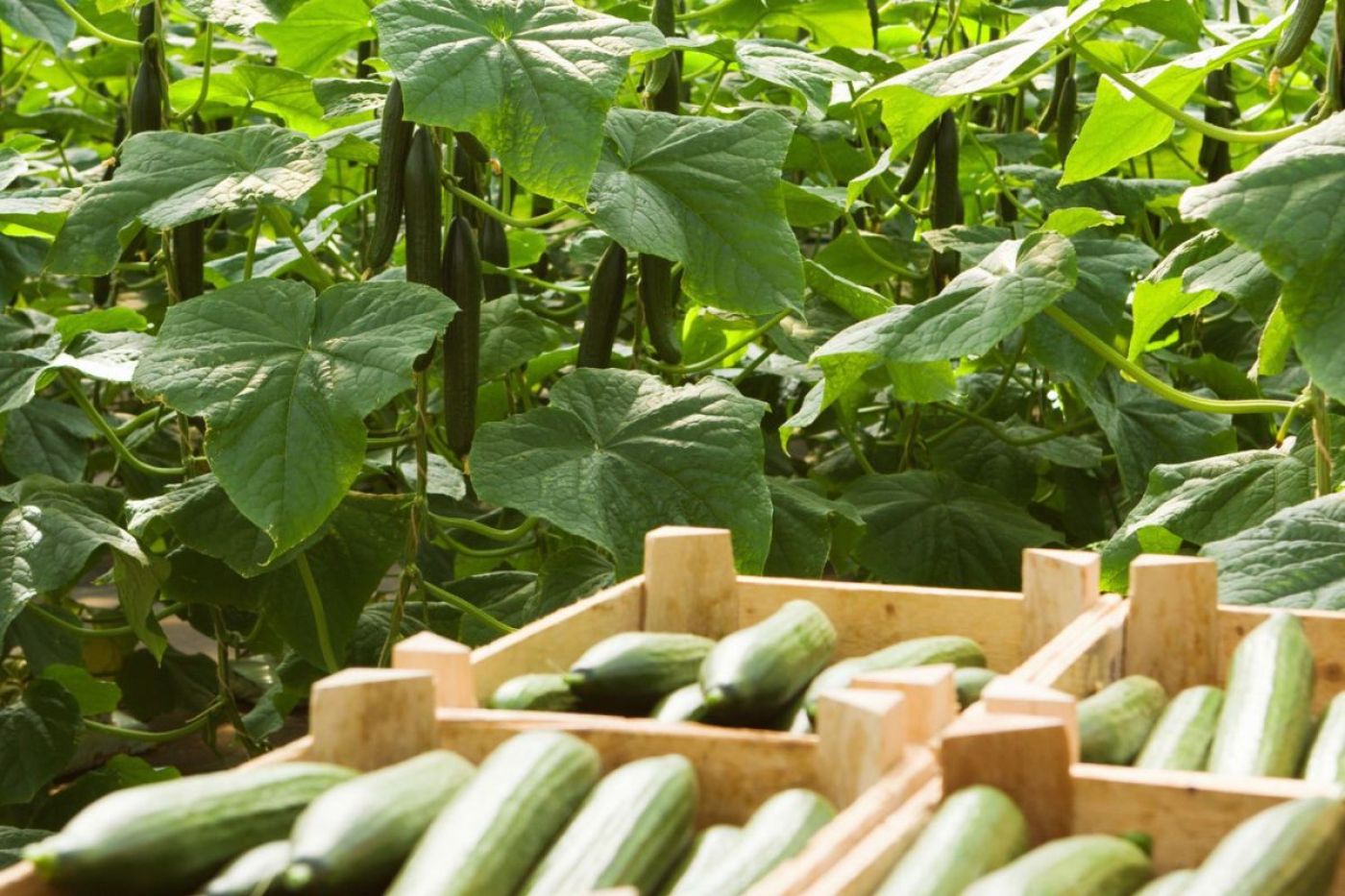 Job offer: Cucumber harvest worker