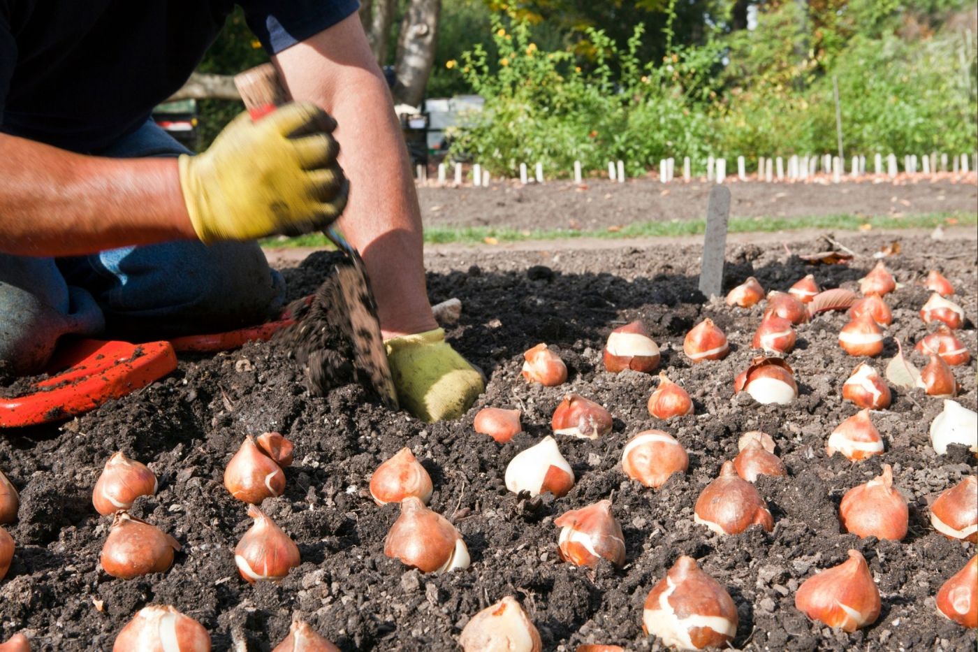 Job offer: Flower Bulb Production Worker