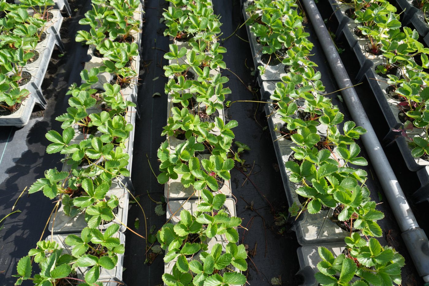 Oferta pracy: Pracownik szkółki roślin