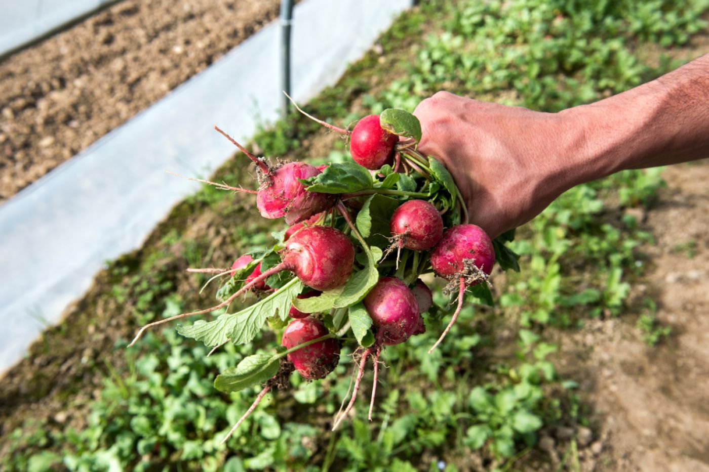Job offer: Seasonal work