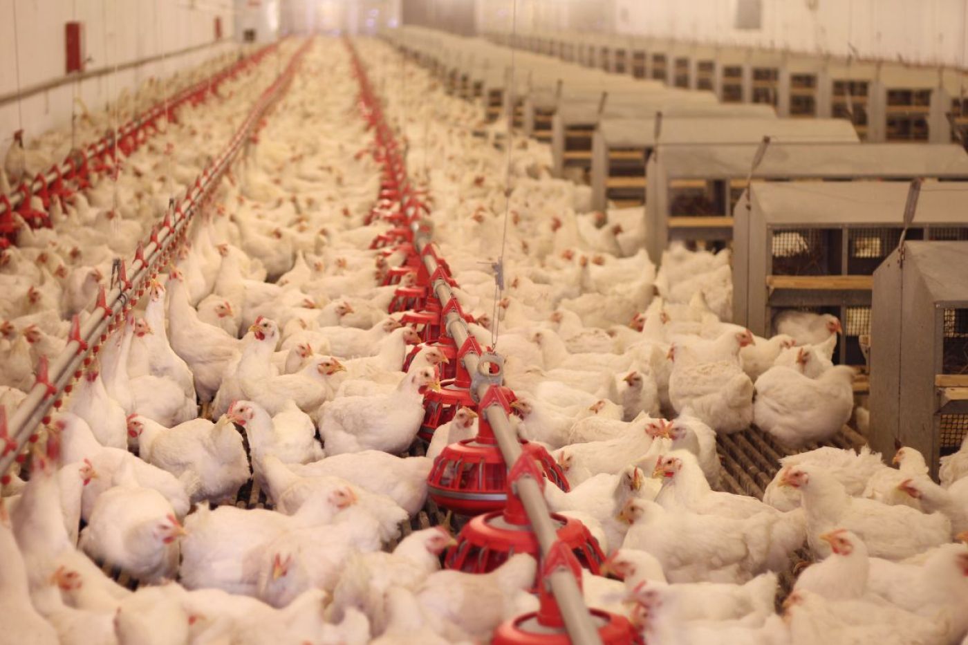 Oferta pracy: Pracownik szczepienia kurczaków