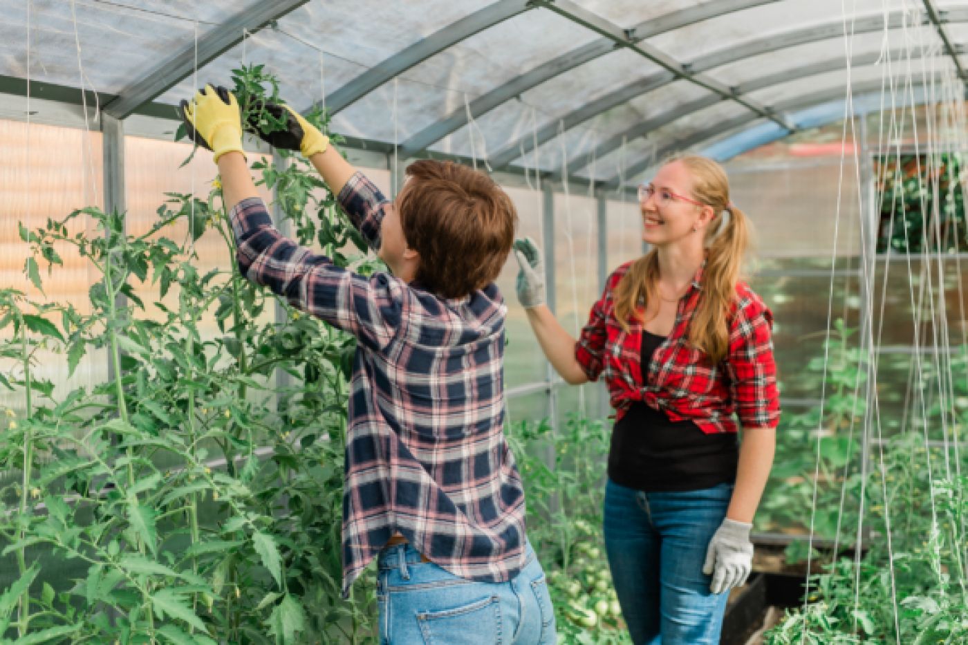 Job offer: Greenhouse Worker – Pollination of Cucumbers and Tomatoes
