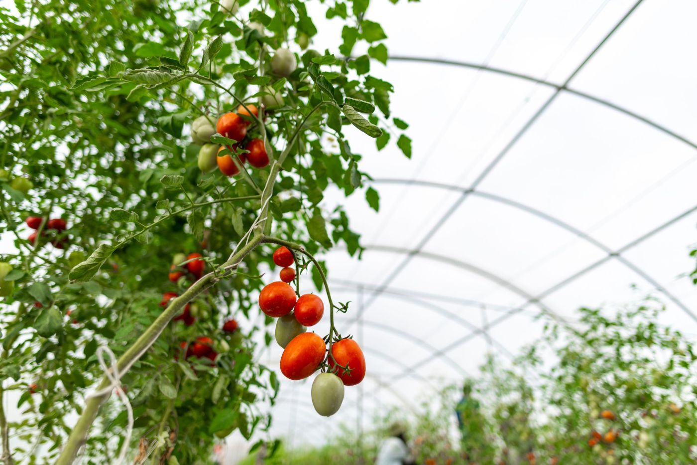 Oferta pracy: Pracownik zbioru pomidorów