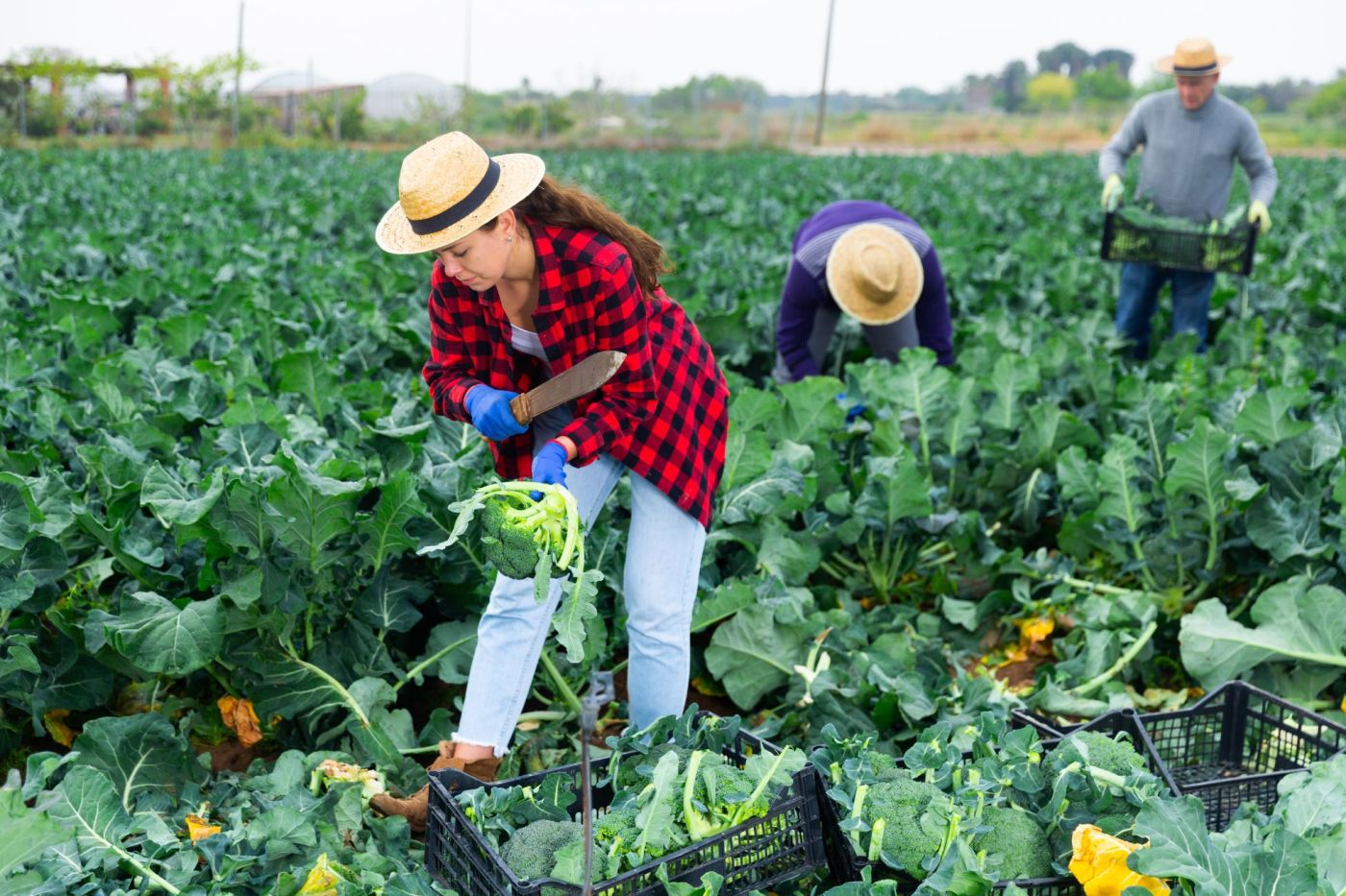Job offer: Harvest worker