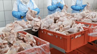 Workplace photo 19 of 40 - Production Worker – poultry processing and packing duties