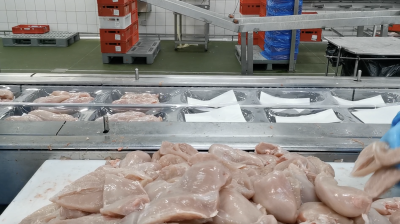 Workplace photo 4 of 40 - Production Worker – poultry processing and packing duties