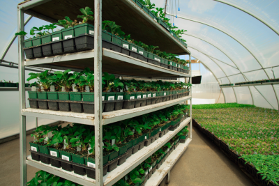 Job offer: Seedling Production Worker – seasonal job - America