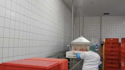 Workplace photo 27 of 40 - Production Worker – poultry processing and packing duties